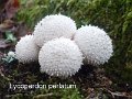 Lycoperdon perlatum-amf1919